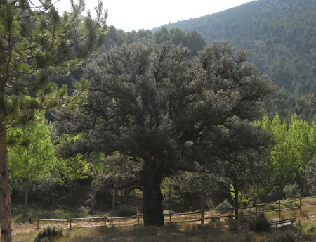 Carrascas de los Barrancos
